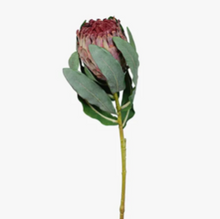 Load image into Gallery viewer, Protea Magnifica
