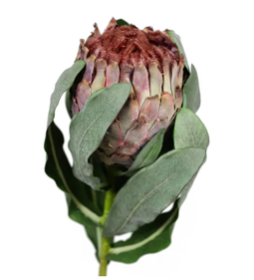 Protea Magnifica