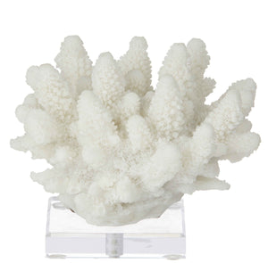 Coral Sculpture (Small)